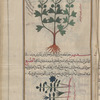 Feugreek (Trigonella graeca), mamlîlûtûs [!n.p.] [top]; Sîsambar [bottom]