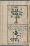 Feugreek (Trigonella graeca), mamlîlûtûs [!n.p.] [top]; Sîsambar [bottom]