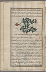 Fleabane (Conyza squarrosa), bâqkârîs [n.p.]