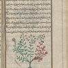 Garden rue (Ruta graveolens), al-sadhâb al-bustânî