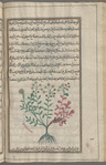 Garden rue (Ruta graveolens), al-sadhâb al-bustânî