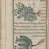 Mountain rue (Ruta montana), al-sadhâb al-jabalî [top]; Syrian rue (Peganum harmala), harmal [bottom]