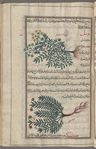 Mountain rue (Ruta montana), al-sadhâb al-jabalî [top]; Syrian rue (Peganum harmala), harmal [bottom]