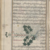 Three varieties of] Hercules' all-heal, umbellifers that exude gums used in medicine (Opopanax chironium), fânâqihs [n.p.]