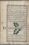 Three varieties of] Hercules' all-heal, umbellifers that exude gums used in medicine (Opopanax chironium), fânâqihs [n.p.]