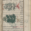 Three varieties of] Hercules' all-heal, umbellifers that exude gums used in medicine (Opopanax chironium), fânâqihs [n.p.]