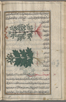Three varieties of] Hercules' all-heal, umbellifers that exude gums used in medicine (Opopanax chironium), fânâqihs [n.p.]