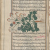Sermountain (Laserpitium siler), lîghûstîqûn [n.p.]