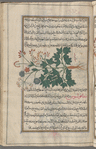 Sermountain (Laserpitium siler), lîghûstîqûn [n.p.]
