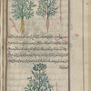 Wild carrot (Daucus carota), stâfûlînûs barrî [n.p.]. Two varieties are shown [top]; Great parsnip (Echinophora spinosa, Echinophora tenuifolia), sihsihî [bottom]