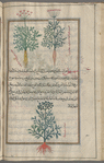Wild carrot (Daucus carota), stâfûlînûs barrî [n.p.]. Two varieties are shown [top]; Great parsnip (Echinophora spinosa, Echinophora tenuifolia), sihsihî [bottom]