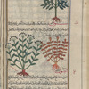 Greater wild angelica (Angelica sylvestris), serves to illustrate "Peloponnesian celery" [top]; Hartwort (Tordylium officinale), tûrdaniyyûn [!n.p.] [bottom right]; Sison (Sison amomum), sînûn [bottom left]