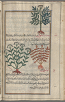 Greater wild angelica (Angelica sylvestris), serves to illustrate "Peloponnesian celery" [top]; Hartwort (Tordylium officinale), tûrdaniyyûn [!n.p.] [bottom right]; Sison (Sison amomum), sînûn [bottom left]