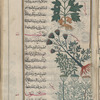 Anise (Pimpinella anisum), anîsûn [top]; Caraway (Carum carvi), qâr [middle]; Dill (Anethum graveolens), shabat [!] [bottom]