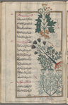 Anise (Pimpinella anisum), anîsûn [top]; Caraway (Carum carvi), qâr [middle]; Dill (Anethum graveolens), shabat [!] [bottom]