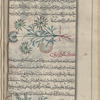 Garden cumin (Cuminum cyminum), kammûn bustânî [top]