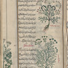 Two varieties of wild cumin (Lagoecia cuminoides), kammûn barrî [!] [bottom and top]; Bishop's weed (Ammi visnaga), damî [bottom]; Coriander (Coriandrum sativa), kusfarah [margin]