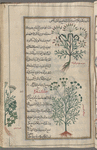 Two varieties of wild cumin (Lagoecia cuminoides), kammûn barrî [!] [bottom and top]; Bishop's weed (Ammi visnaga), damî [bottom]; Coriander (Coriandrum sativa), kusfarah [margin]