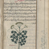 Garden parsley (Petroselinum hortense) karafs bustânî