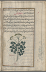Garden parsley (Petroselinum hortense) karafs bustânî