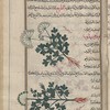 Mountain parsley (Petroselinum sp.), ûrûsihlînûn [n.p.] [top]; Macedonian parsley (Athamanta macedonica), fihtrûsihlinûn [n.p.] [bottom]