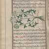 Black potherb (Smyrnium olusatrum?), smûrnîyûn [n.p.]