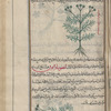 Three varieties of fennel (Foeniculum vulgare), samrâ [bottom and top]