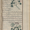 Labeled "another variety of" wild fennel "as observed", but the plant resembles the wild carrot as below [top]; Wild carrot (Daucus carota), dawqû [n.p.] [bottom]
