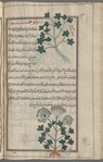 Labeled "another variety of" wild fennel "as observed", but the plant resembles the wild carrot as below [top]; Wild carrot (Daucus carota), dawqû [n.p.] [bottom]