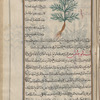 Pellitory-of-Spain (Anacyclus pyrethrum), 'âqir qarhâ