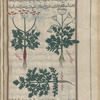 Unknown, possibly Seselli libanotis or frankincense (Boswellia carteri, a ferula sp.), lîbânûtîs [n.p.]. Three varieties are shown
