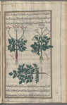 Unknown, possibly Seselli libanotis or frankincense (Boswellia carteri, a ferula sp.), lîbânûtîs [n.p.]. Three varieties are shown