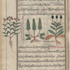 Without heading, unknown plant serves to illustrate rosemary (Rosmarinus officinalis), al-lubân al-rûmî [top]; Rosemary (Rosemarius officinalis) [middle]
