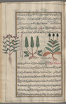 Without heading, unknown plant serves to illustrate rosemary (Rosmarinus officinalis), al-lubân al-rûmî [top]; Rosemary (Rosemarius officinalis) [middle]