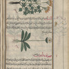 Hogweed (Heracleum sphondylium), isfûndûliyûn [n.p.] [top]; Unknown plant, al-shill [center]
