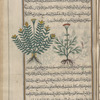 Peucedanum (Peucedanum officinalis), fihûqâhidâmûn [n.p.]. Two varieties are shown