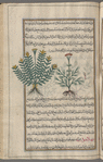Peucedanum (Peucedanum officinalis), fihûqâhidâmûn [n.p.]. Two varieties are shown