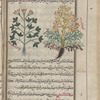 Silphium (Ferula tingitana), sîlîfiyûn [n.p.]. Two varieties are shown