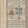 Sagapenon (Ferula persica), sakbînaj [n.p.]. Two varieties are shown