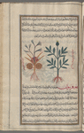 Sagapenon (Ferula persica), sakbînaj [n.p.]. Two varieties are shown