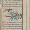 Euphorbia (Euphorbia sp.), hiwufurbiyûn [n.p.] The plant is shown with himan "attendant"