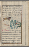 Euphorbia (Euphorbia sp.), hiwufurbiyûn [n.p.] The plant is shown with himan "attendant"