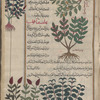 Dittany (Origanum dictamnus), dîqtâmnûn [top]; False dictamnus, shrubby white horehound (Ballota pseudodictamnus), diqtamnun [middle]; Sage (unlabeled) (Salvia officinalis), hilîsfâqûn [n.p.] [margin] [bottom?]