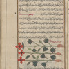 Anemone (Anemone coronaria), anihmûnî [n.p.]