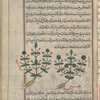 Blue pimpernel (Anagallis coerulea), al-khîrî [right]; Common pimpernel (Anagallis  arvensis), al-khîrî [left]