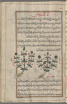 Blue pimpernel (Anagallis coerulea), al-khîrî [right]; Common pimpernel (Anagallis  arvensis), al-khîrî [left]