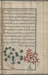 Helix ivy (Hedera helix), qîssûs [n.p.]. Two varieties are shown