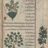 Two varieties of "lesser celandine", al-mâmîrân al-asghar [top and margin]; Figwort (Ranunculus ficaria), awthûnnâ [n.p.] [bottom]
