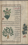 Two varieties of "lesser celandine", al-mâmîrân al-asghar [top and margin]; Figwort (Ranunculus ficaria), awthûnnâ [n.p.] [bottom]