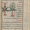 Woad (Isatis tinctoria), insâtîs [!] [right];  "Wild Woad", insâtîs barrî [left]